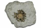 Jurassic Club Urchin (Caenocidaris) - Boulemane, Morocco #366919-1